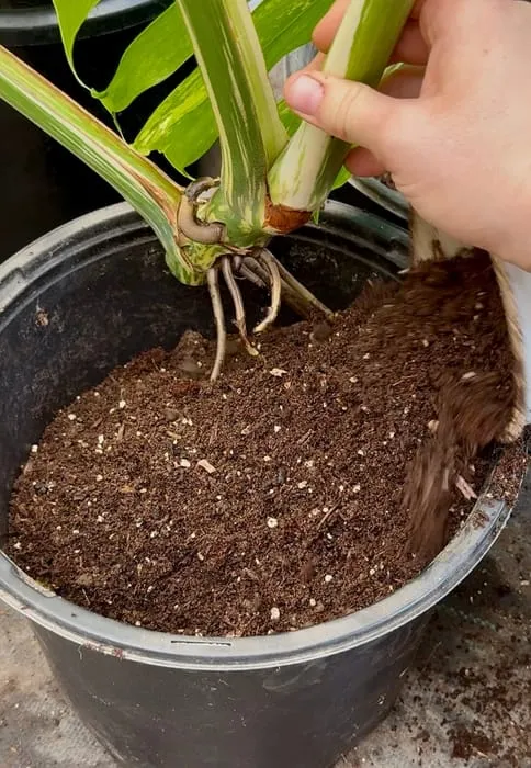 Soil