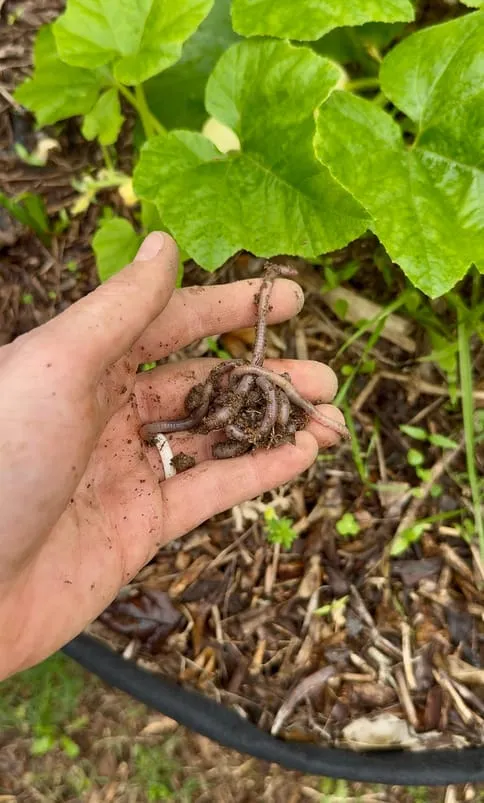 Worms