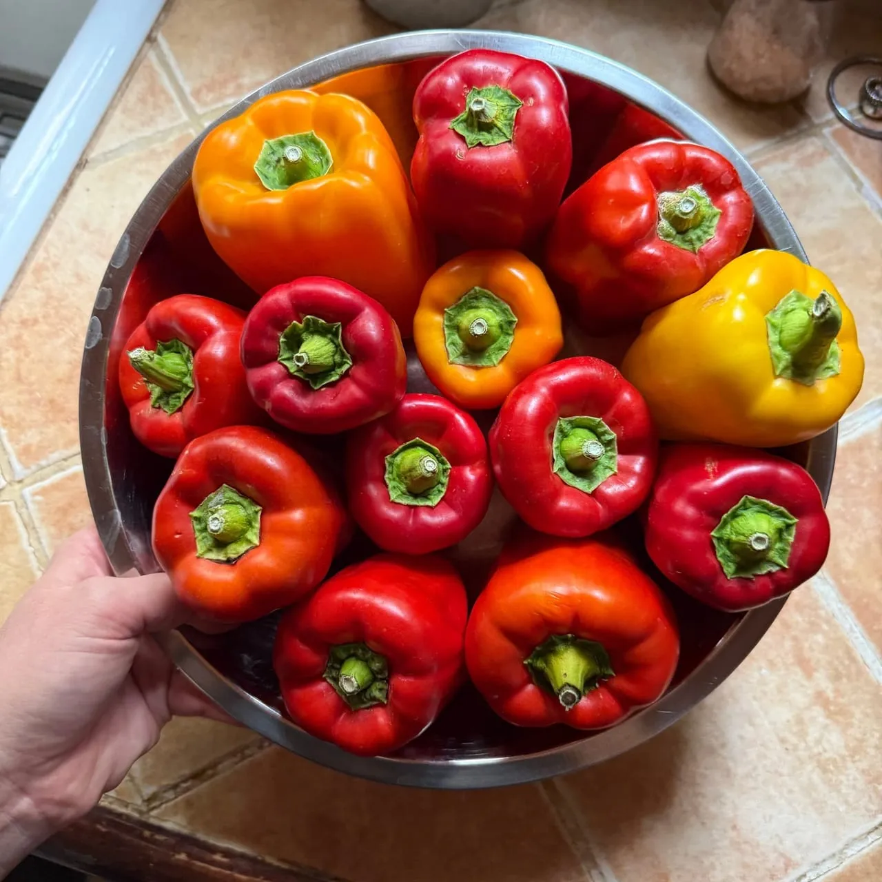A bowl of freshly harvested bell peppers