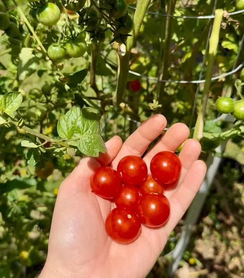 Cherry Tomato Seeds