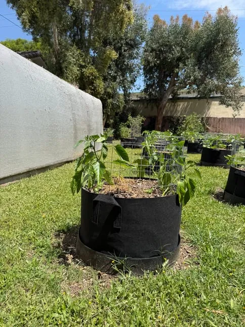 Garden Grow Bags