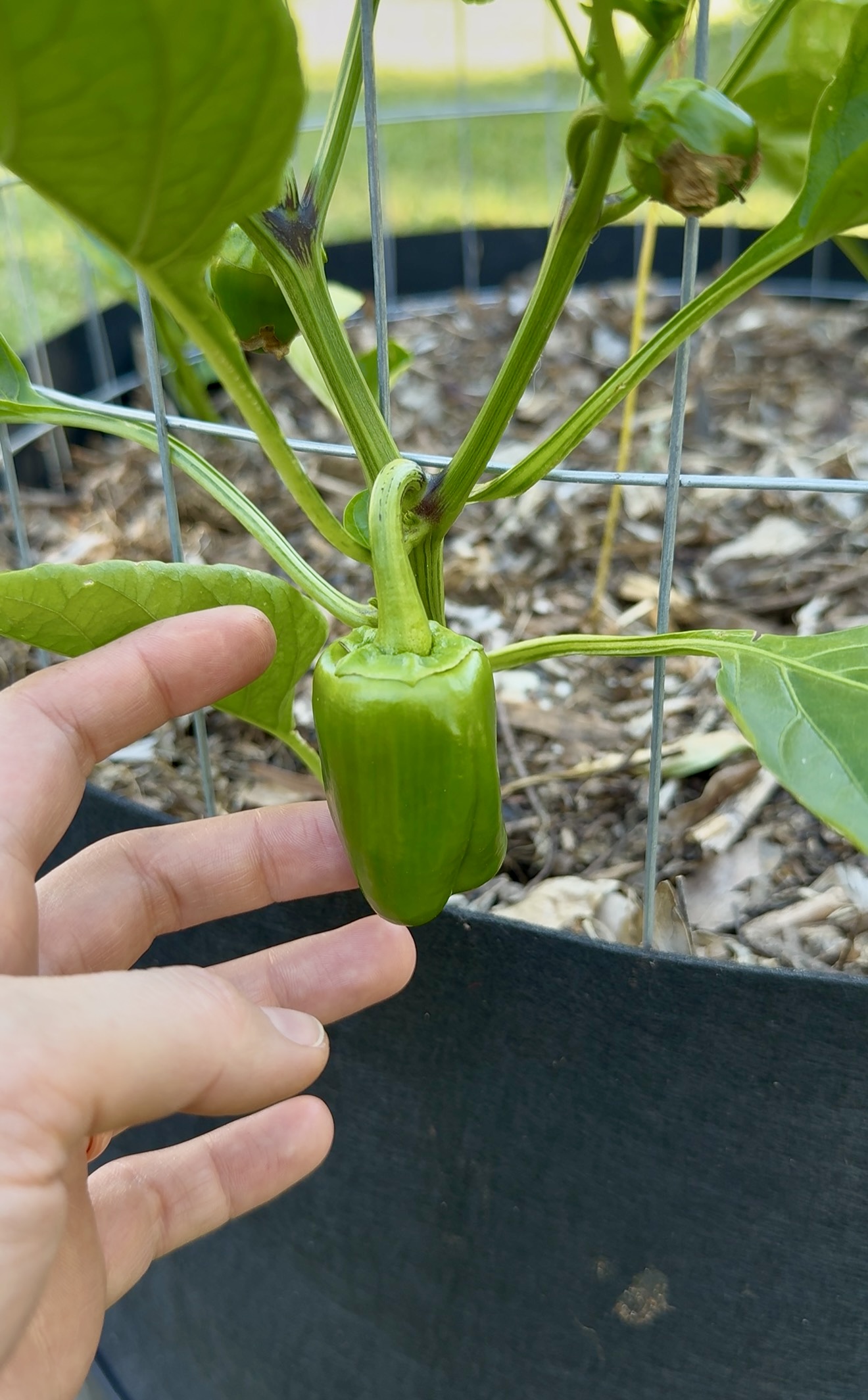 Bell Pepper Seeds